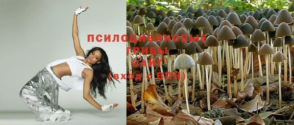шишки Осинники